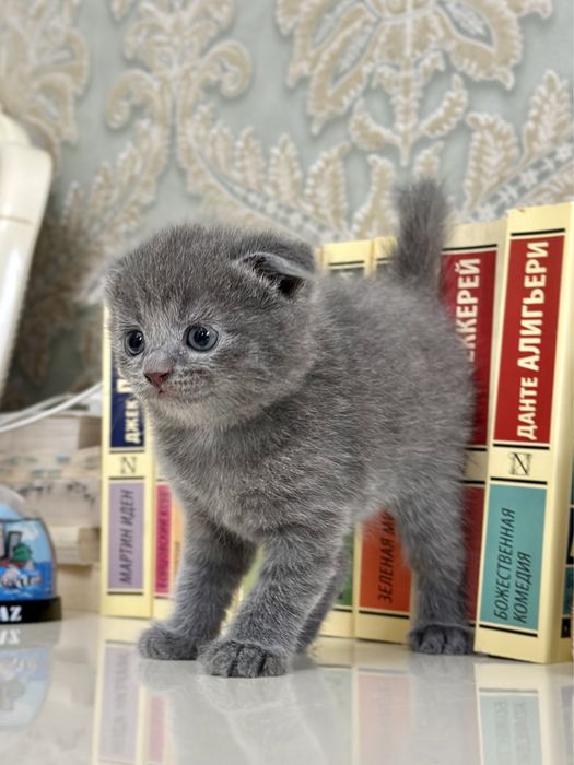 Котята вислоухие