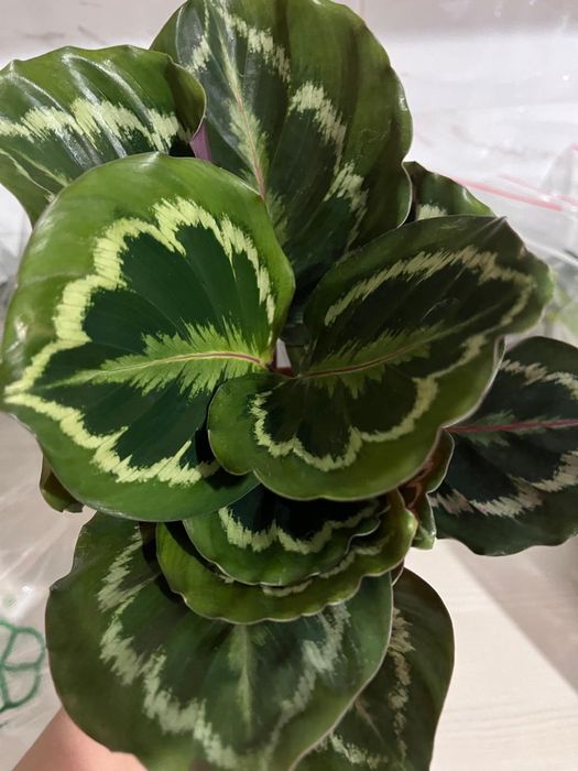 Комнатные растения