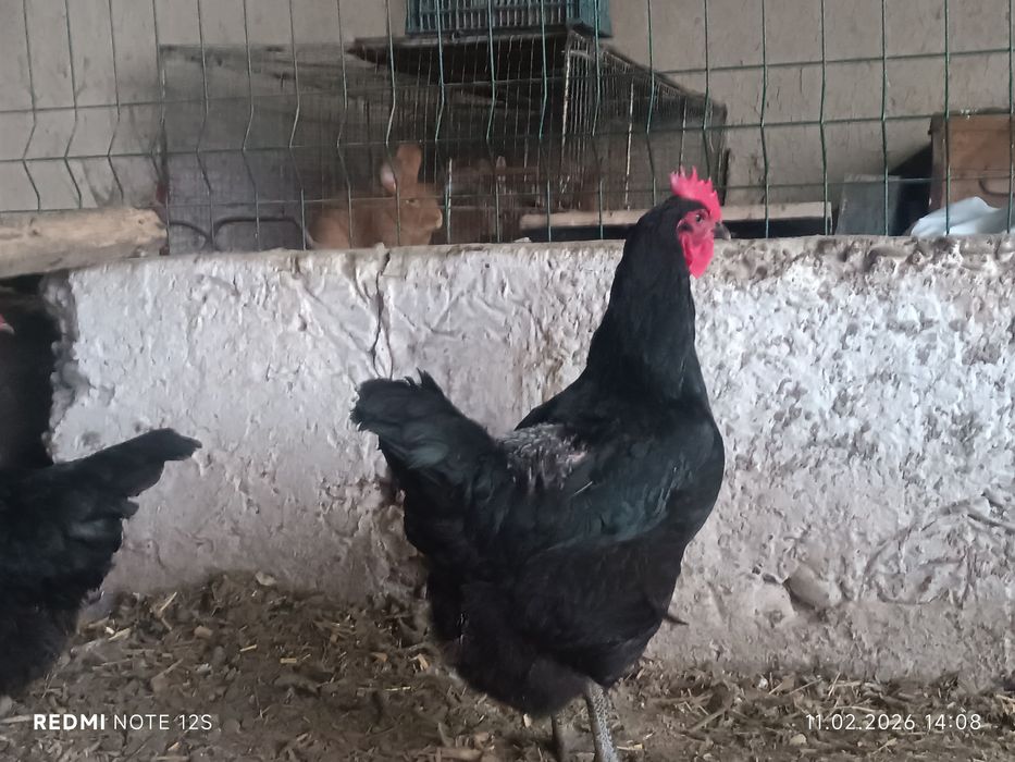 Qora shaxzoda gigant tuxum jo'jalariga zakaz olamiz