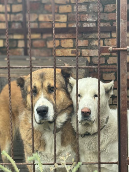 Продаю щенков алабая