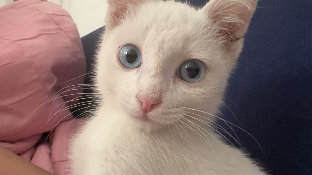 Кот 3 месяца , чистый , привитый