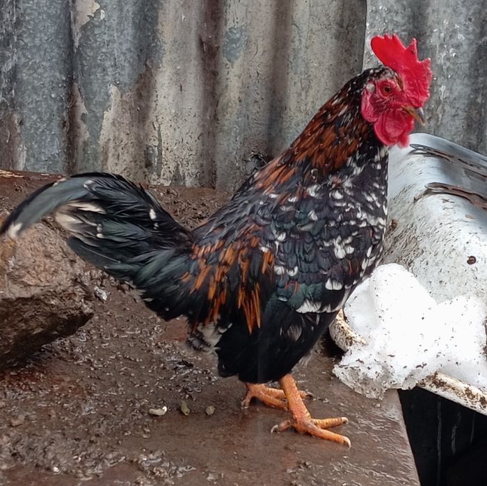 Vând găină și Cocoși pitici