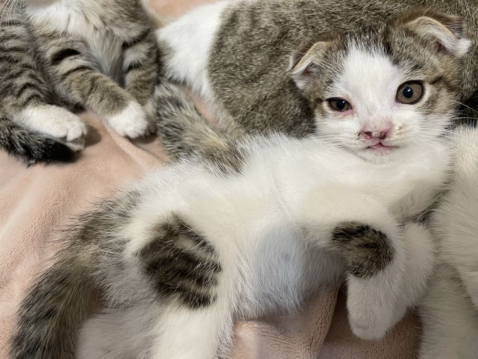 Отдаем котят в добрые руки
