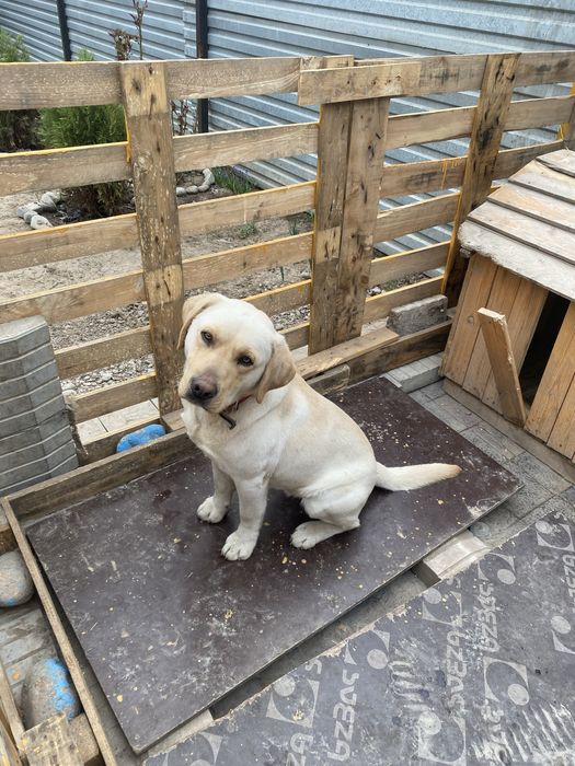 Продам собаку лабрадор