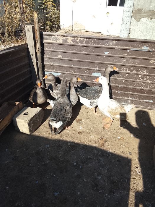 Продам гуси сери