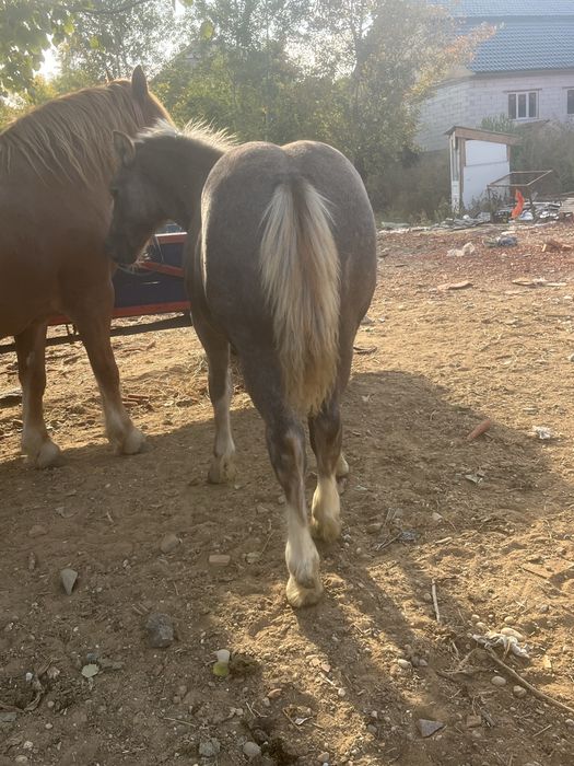 Vand iapa de 5 ani cu manz greu de 2 luni jumate