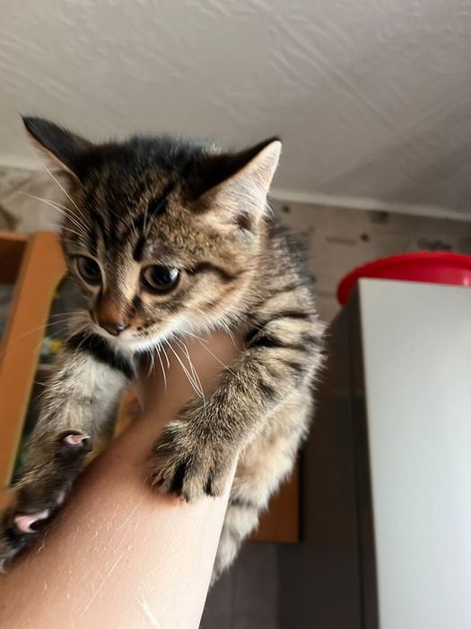 Отдам котёнка маленького