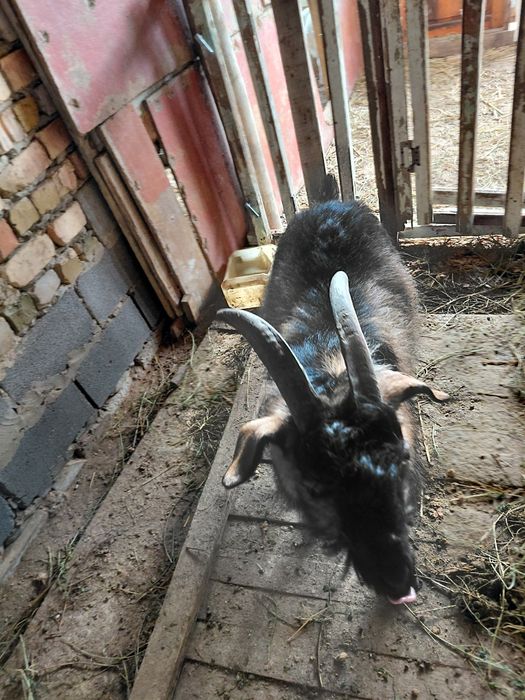 Теке             .