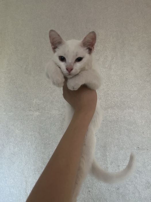 Котенок белая милая