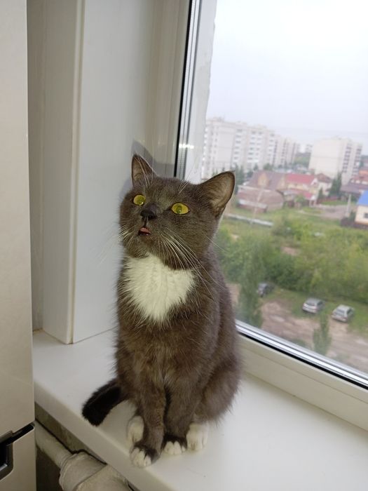 Кошка британской породы
