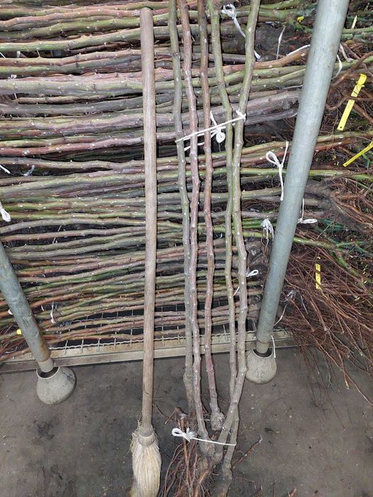 Pomi fructiferi de vânzare – Preț angro