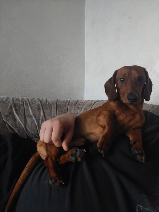 Мальчик для вязки