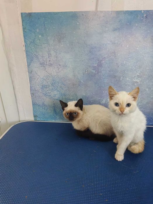 Отдам котят Кошечка и ко