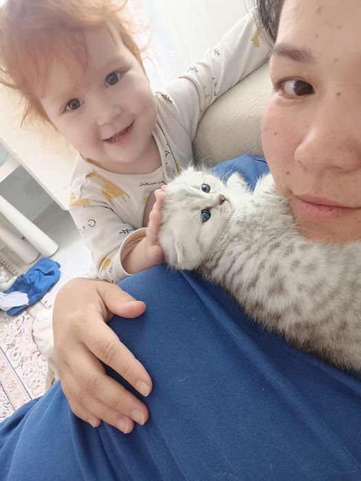 Шикарный шотландец на вязку