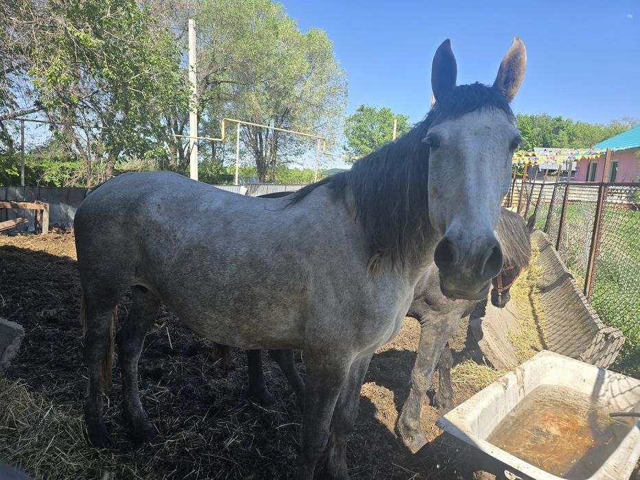 Продам Коней (лошадей)