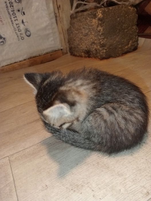 Mushukcha erkak kichik mustaqil ovqat yeydi bolalaringizga zur sovg'a