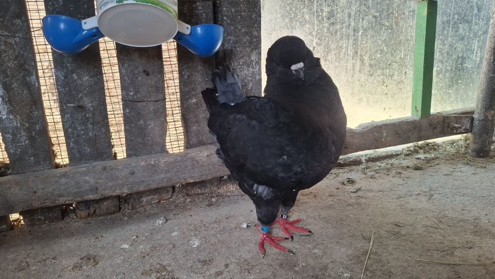 Kingi de vanzare