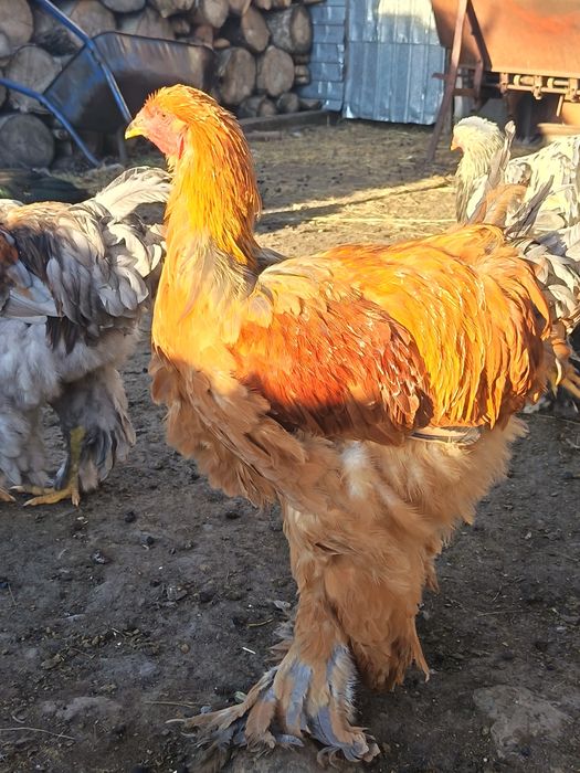Продам петухов брама