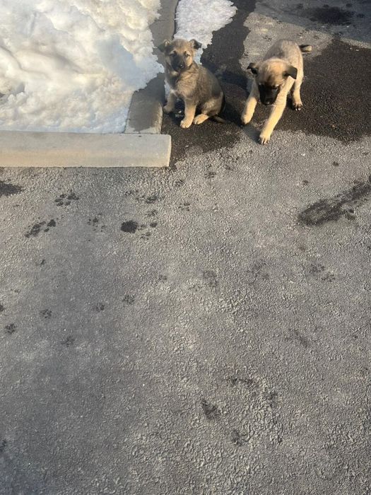 Щенки на выбор общий 8 щенков