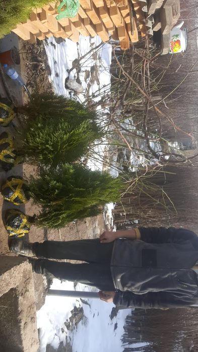 Елки оптом и в Розницу Ширша