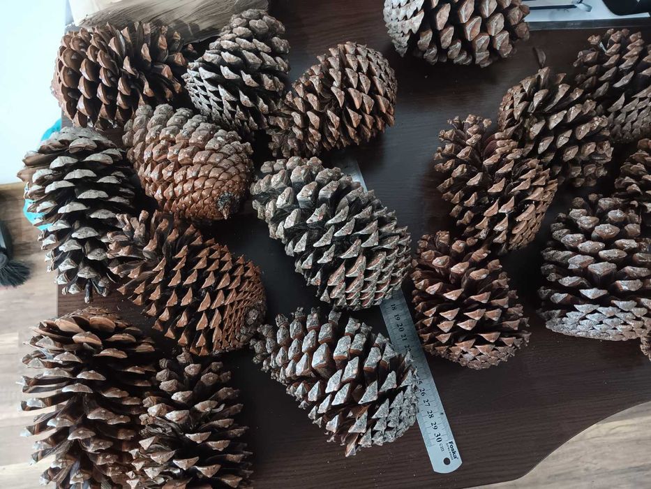 Шишарки от Черен, Бял и Морски бор, и Смърч за декорация