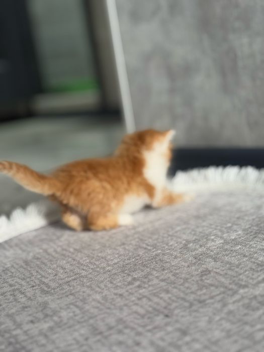 Котята ищут семью
