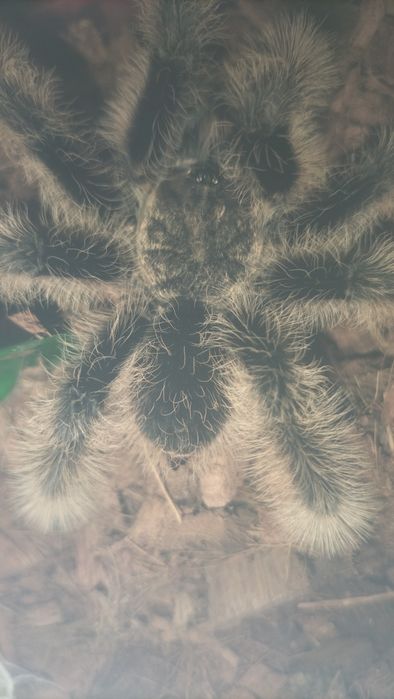 паук птицеед   Альбопилосум