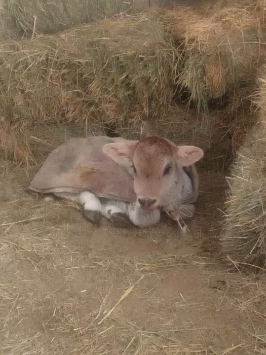 Бызау ургашы сатылады