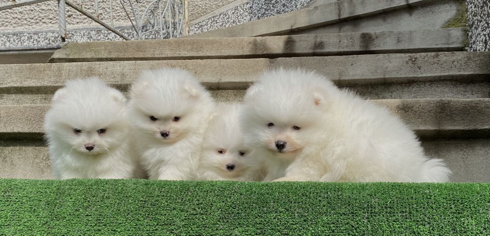 Померан померани мини