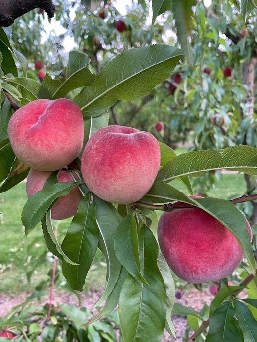 Pomi Fructiferi Clasici