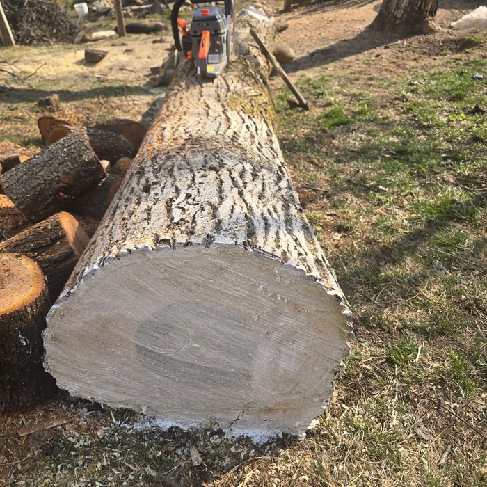 Trunchi de nuc de vanzare