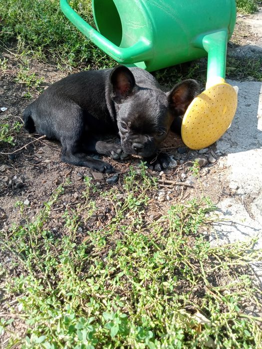 Щенки французского бульдога