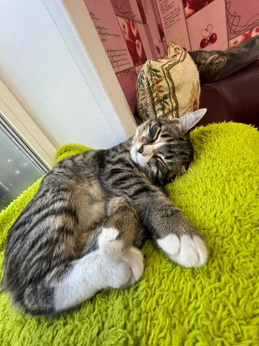 Срочно в добрые руки котенок мальчик