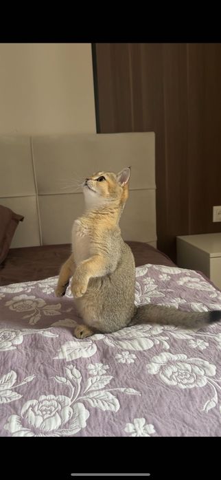 Котенок шиншилла