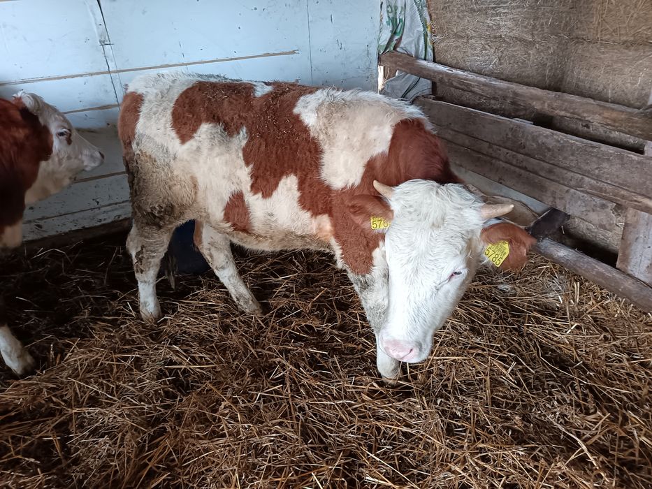 Vând vitei bălțat 4 femele și 2 mascul