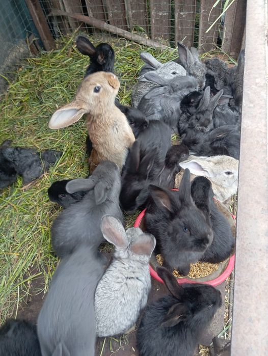 Продам кроликов.