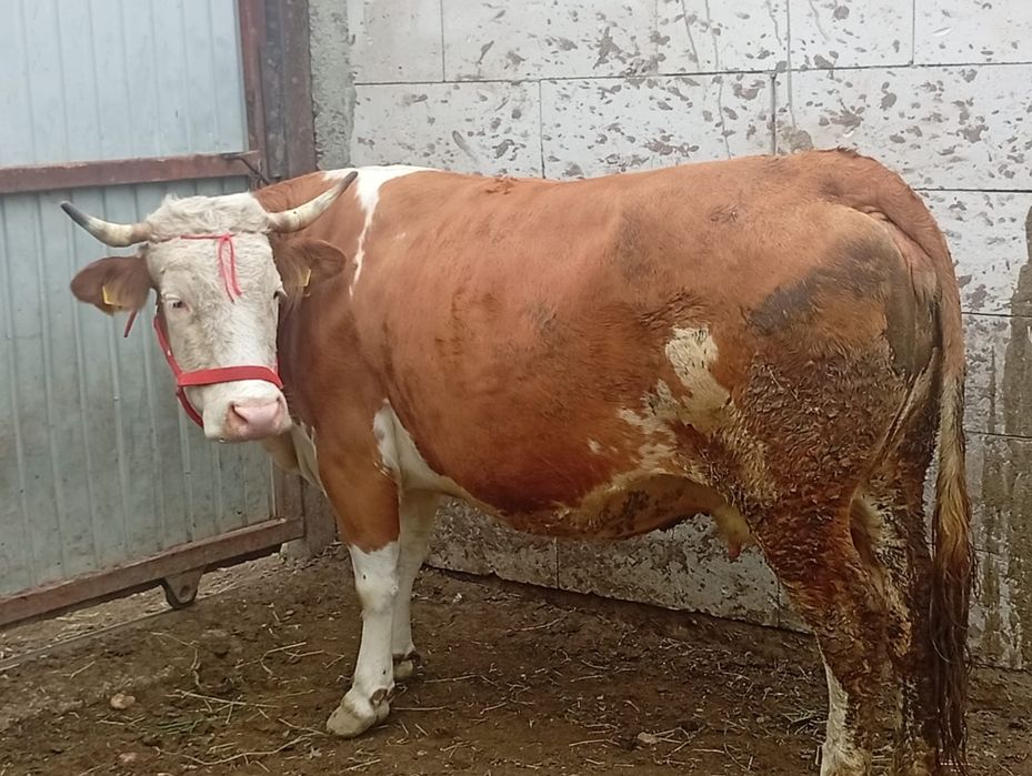 Vaca baltata românească