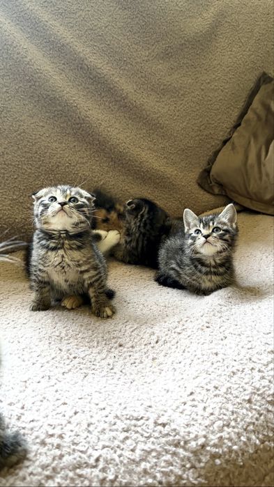 Продаются котята скотиш фолд и страйт