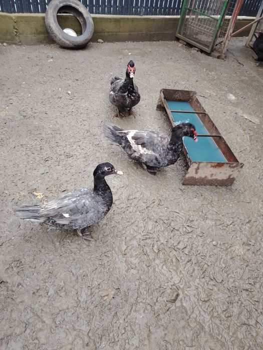 Vând rate rata  leseasca albastră ciocolatie. Rate talie mare. Moscovy