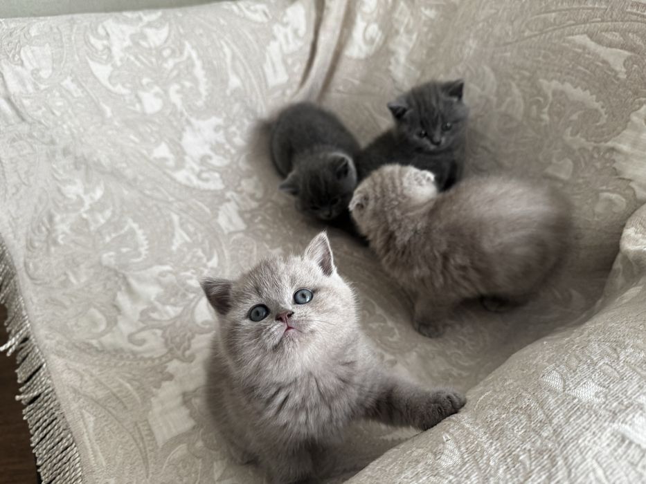 Кошка    шотландцы