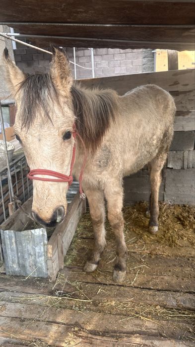 Тай сатылады 9 айлық