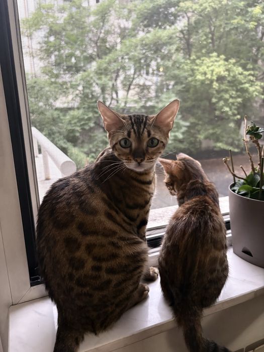 Бенгалско котенце