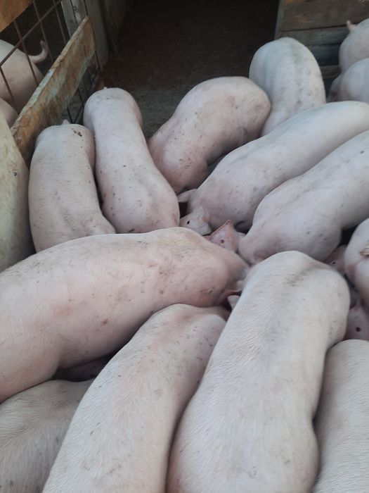 Свободни малки прасета