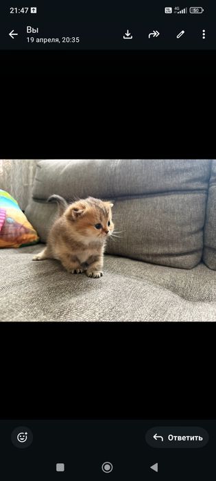 Золотые шиншиллы