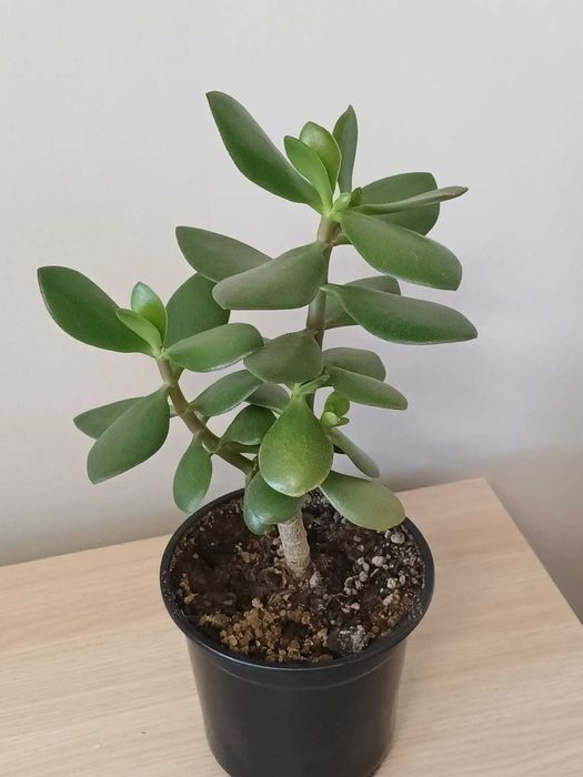 Продам Красулы в горшках