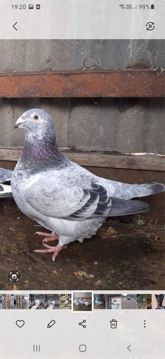 Porumbei standard romanesti de frumusete