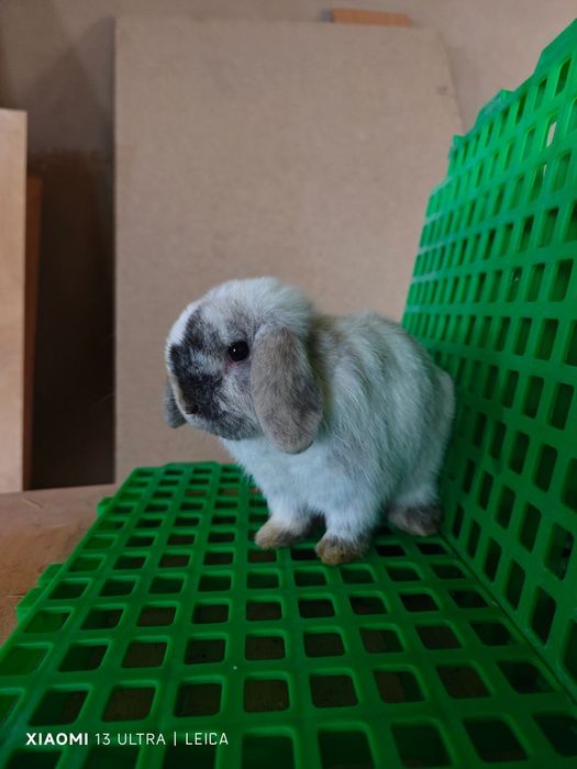 Кролик породы   Минилоп окрас рен