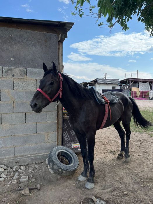 Көкпар айғыр сатылады