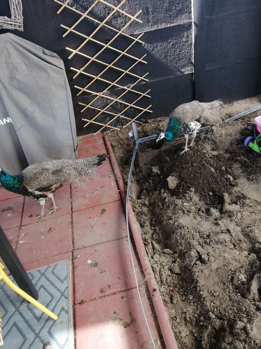 Impamantare verticala si buletin pram pentru panouri fotovoltaice