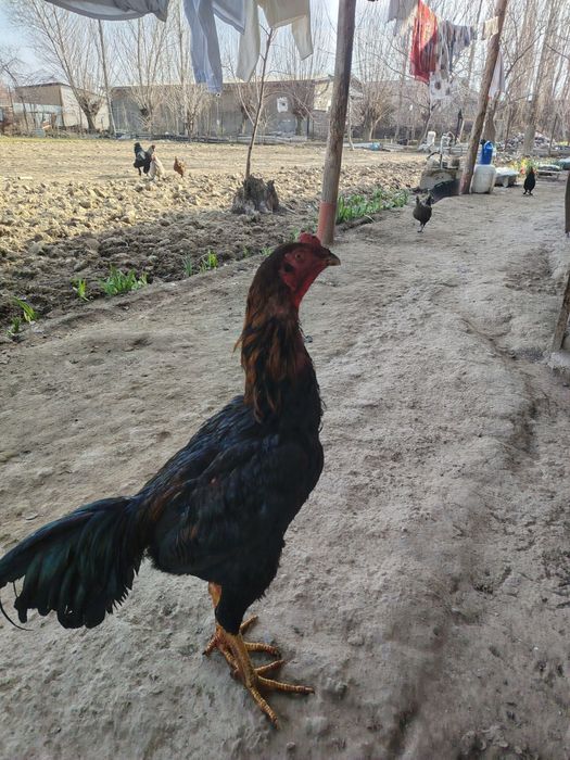 Dakan joʻja sotiladi